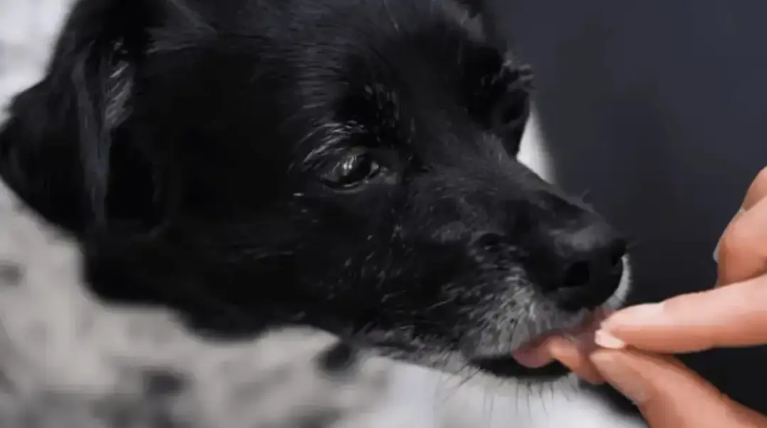 Pyralgina dla psa: Dawkowanie i ryzyko. Kiedy weterynarz jest kluczowy?