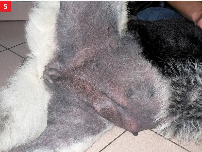 Ciemne plamy na skórze psa: przyczyny, diagnoza i leczenie