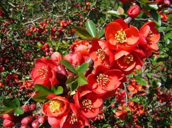 Jak kwitnie pigwa? Odkryj piękno jej kwiatów i zapachu