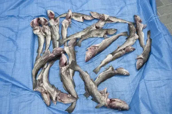 Jakie ryby żyją w Morzu Bałtyckim? Odkryj niezwykłe gatunki!