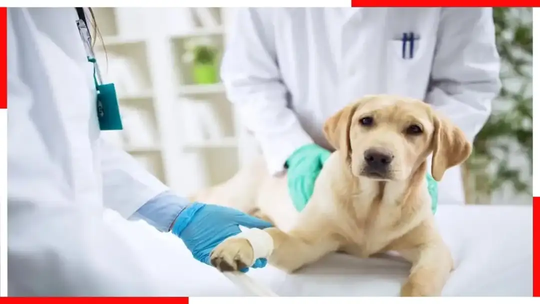 Ile zarabia weterynarz w Polsce? Zaskakujące fakty o wynagrodzeniach