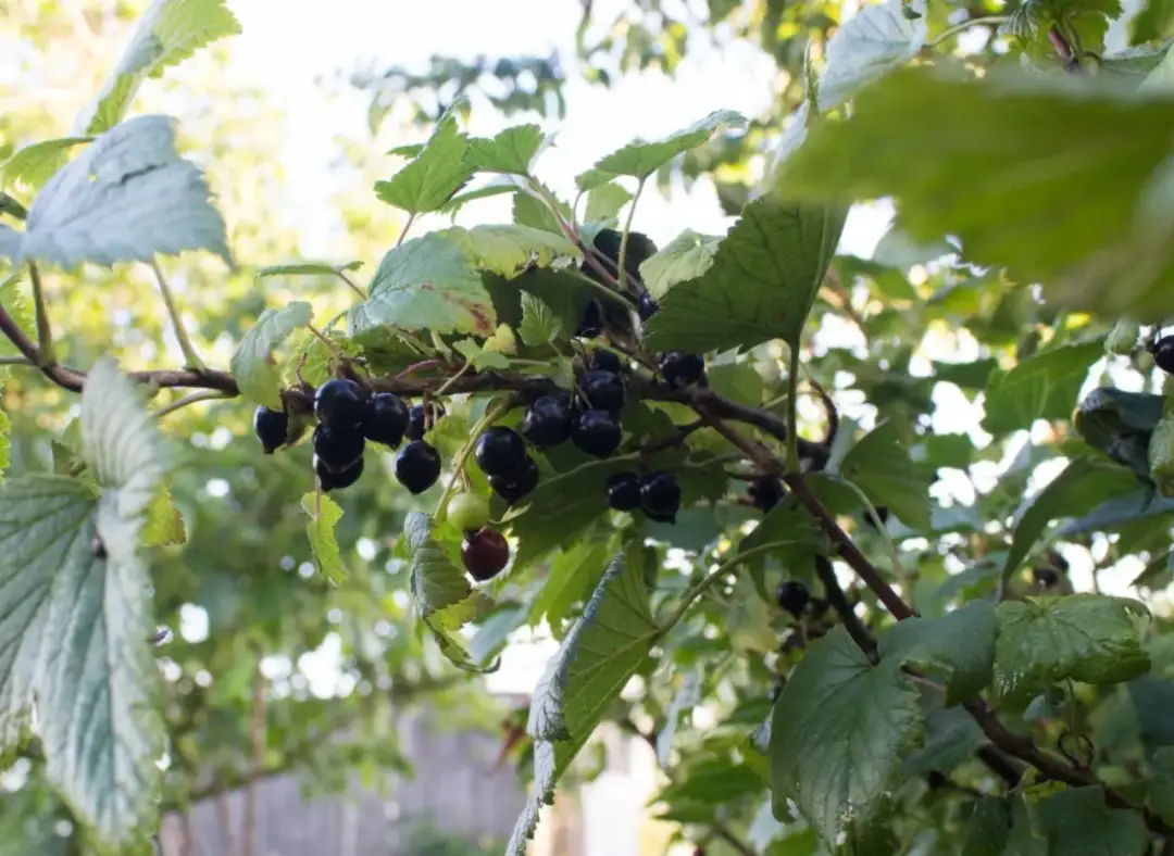 Naturalne nawozy do porzeczek: 5 skutecznych metod nawożenia