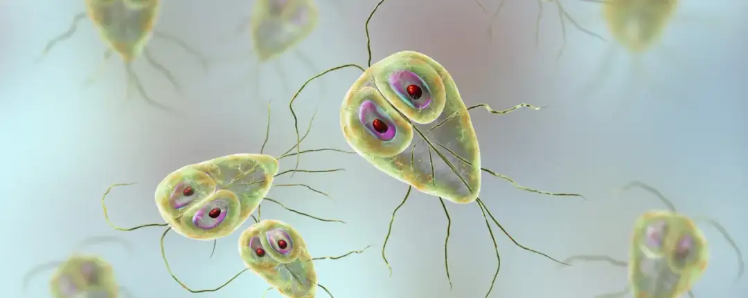 Lamblia objawy psychiczne: jak zakażenie wpływa na Twoje samopoczucie