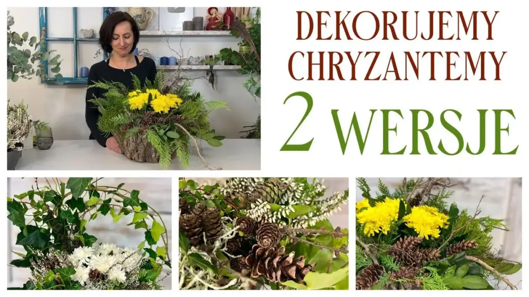 Jak udekorować chryzantemę w doniczce, by zachwycała każdego dnia