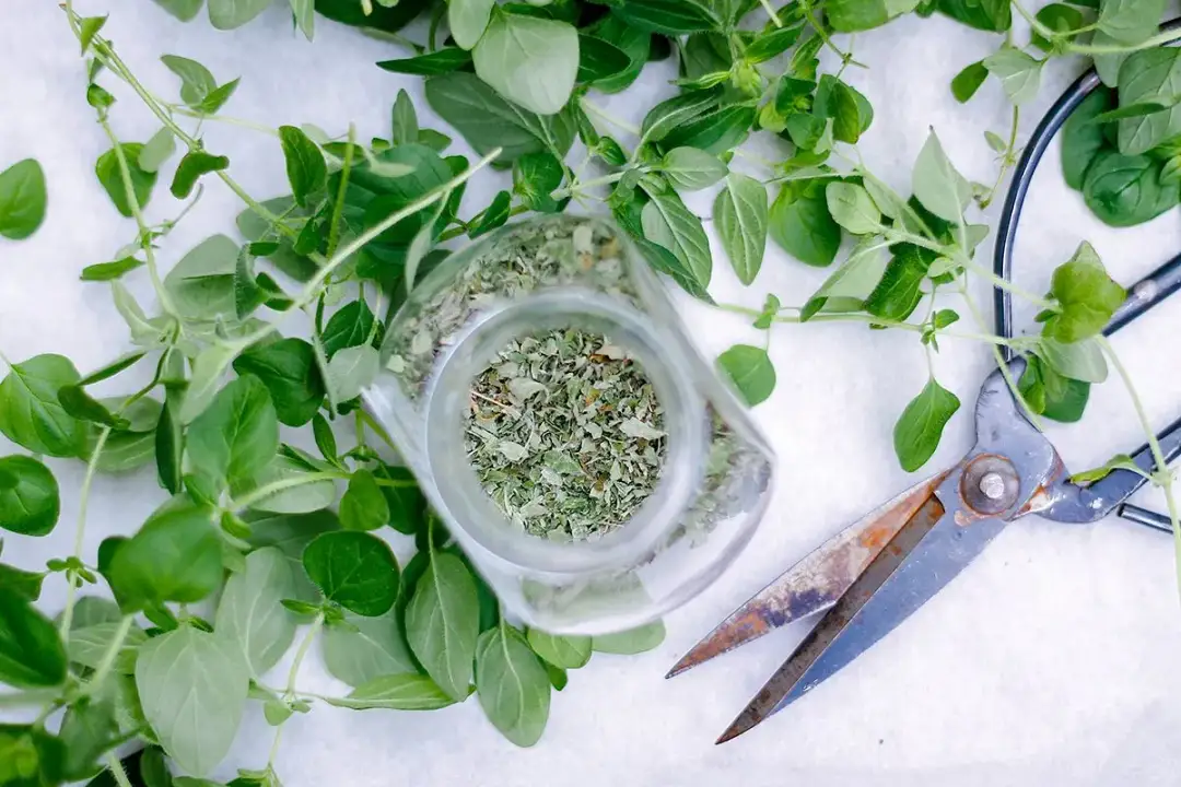 Kiedy suszyć oregano, aby zachować jego smak i aromat na dłużej