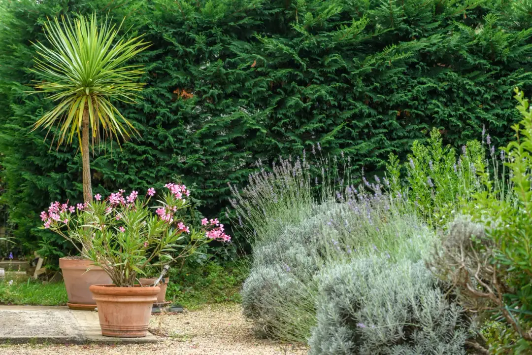 Jaka donica do oleandra? Wybierz idealną donicę dla zdrowego wzrostu