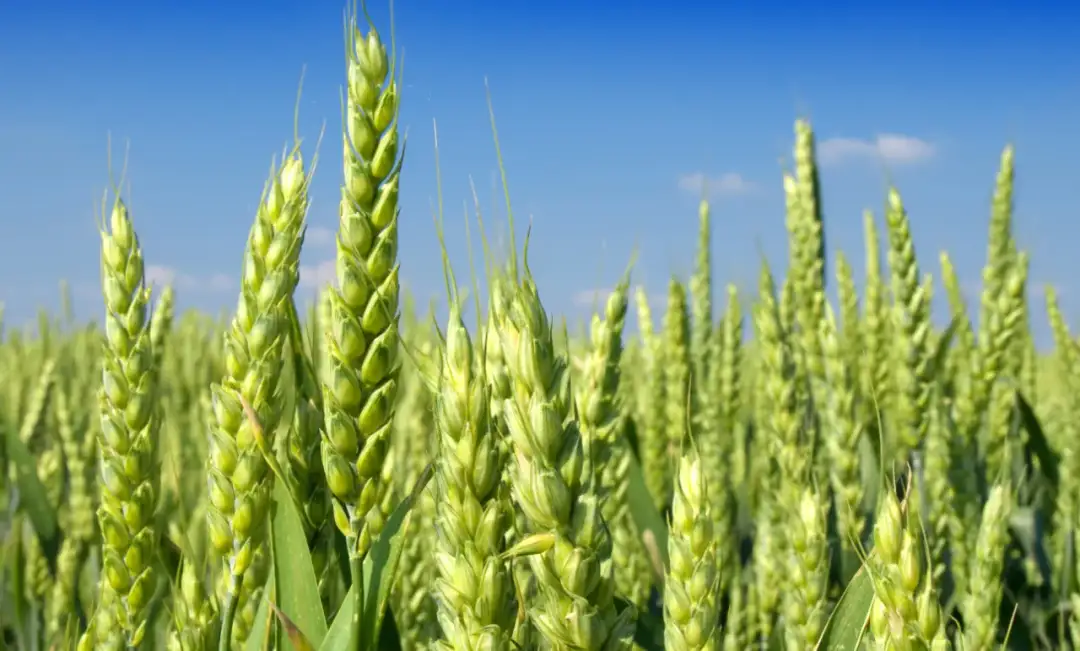 Jakie nawozy na wiosnę pod pszenicę? 5 kluczowych składników