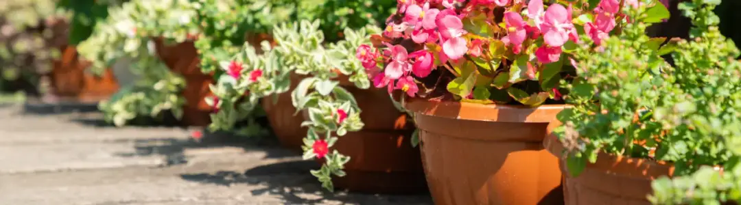 Jakie kwiaty posadzić przy tarasie, aby stworzyć piękną przestrzeń?