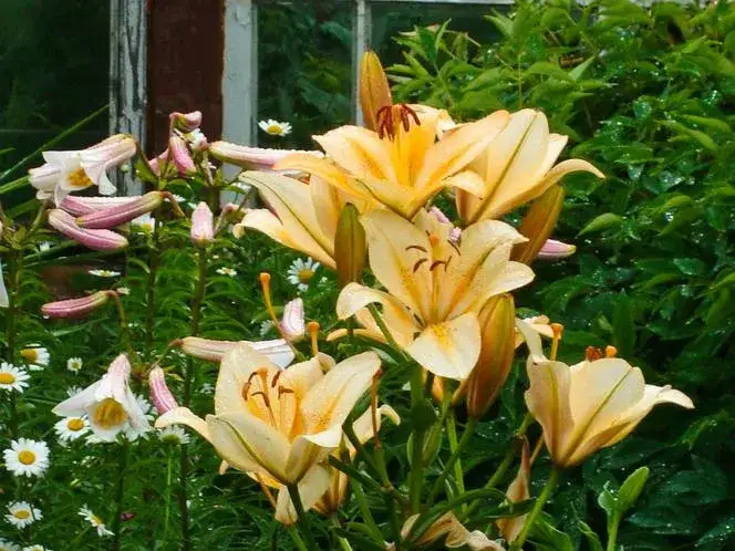 Jak pielęgnować lilie ogrodowe, aby cieszyć się ich pięknem przez lata