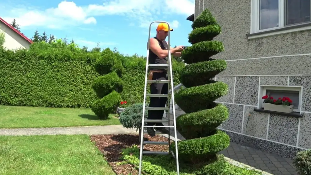 Jak zrobić drzewko bonsai z tui – proste kroki i błędy, których unikać