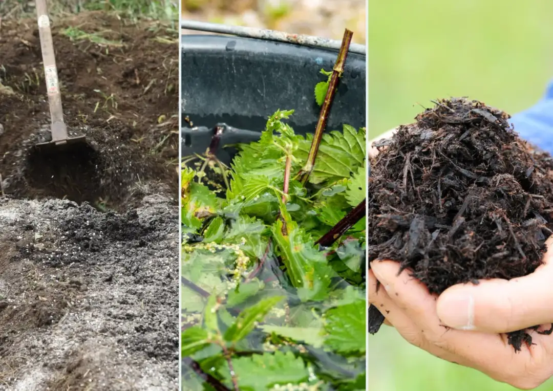 Czy wapnować kompost? Zobacz, jak poprawić jego jakość!