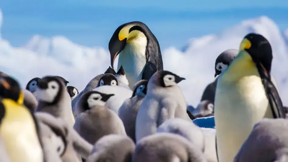 Jak pingwiny się rozmnażają? Fascynujący proces lęgowy i opieka nad pisklętami