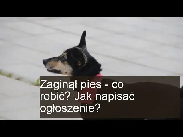 Jak skutecznie napisać ogłoszenie o zaginięciu rzeczy? Sprawdź prosty sposób