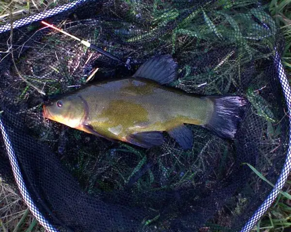 Jaka grubość żyłki na spławik, aby nie stracić ryby?