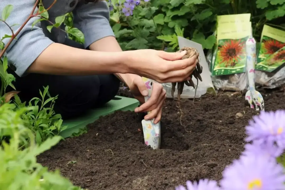 Jak sadzić dalie ogrodowe, aby pięknie kwitły i nie gniły?