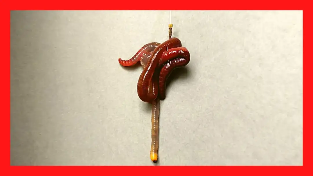 Jak założyć dżdżownicę na haczyk? Skuteczne metody i porady