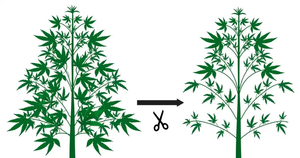Defoliacja Marihuany: Kiedy i Jak Usuwać Liście dla Większych Plonów