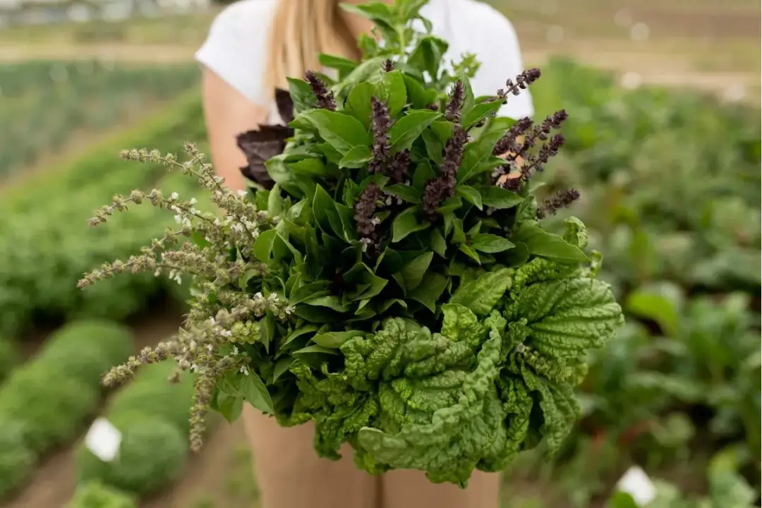 Jakie zioła opłaca się uprawiać, by uniknąć strat i zyskać?