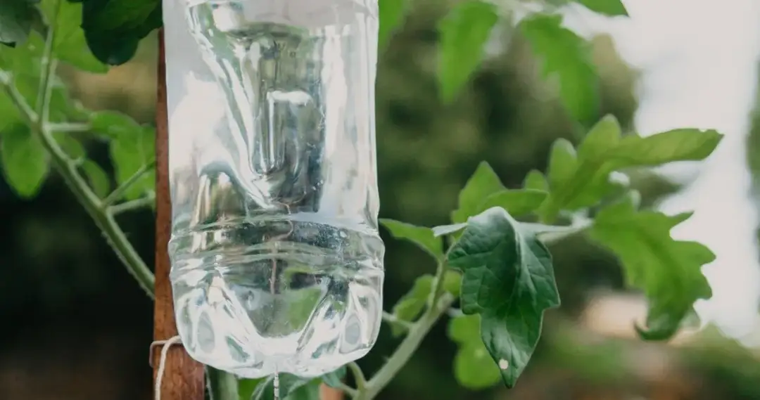 Jak zrobić podlewanie z butelki, aby rośliny zawsze były nawodnione