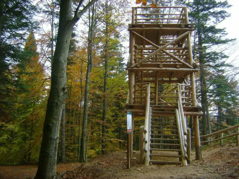 Najlepsze atrakcje w Cisnej, które musisz zobaczyć i przeżyć