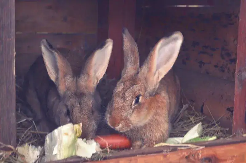 Czy hodowla królików się opłaca? Sprawdź koszty i zyski hodowli