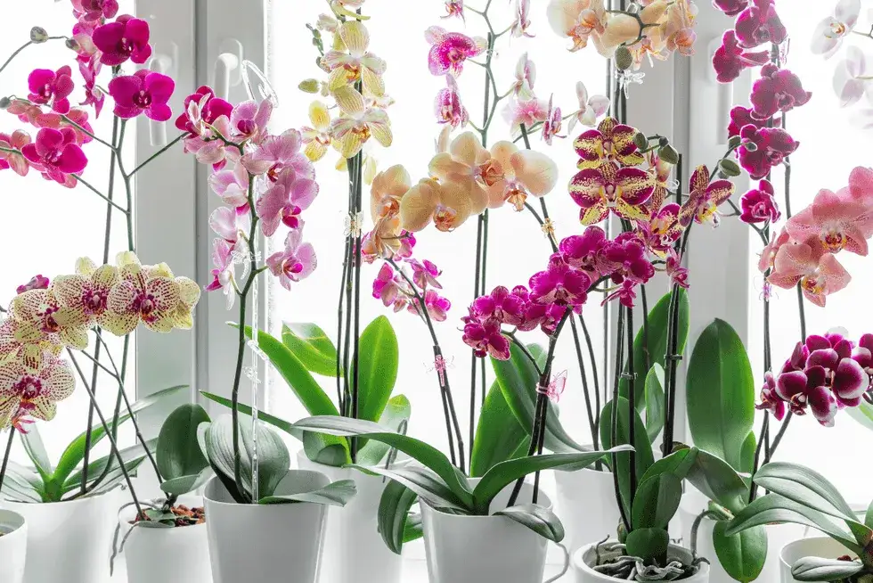 Jak przycinać storczyki po przekwitnięciu, aby uniknąć błędów i wspierać kwitnienie