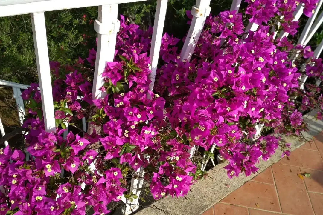 Jakie pnącza wieloletnie na balkon w bloku – piękne i łatwe w pielęgnacji