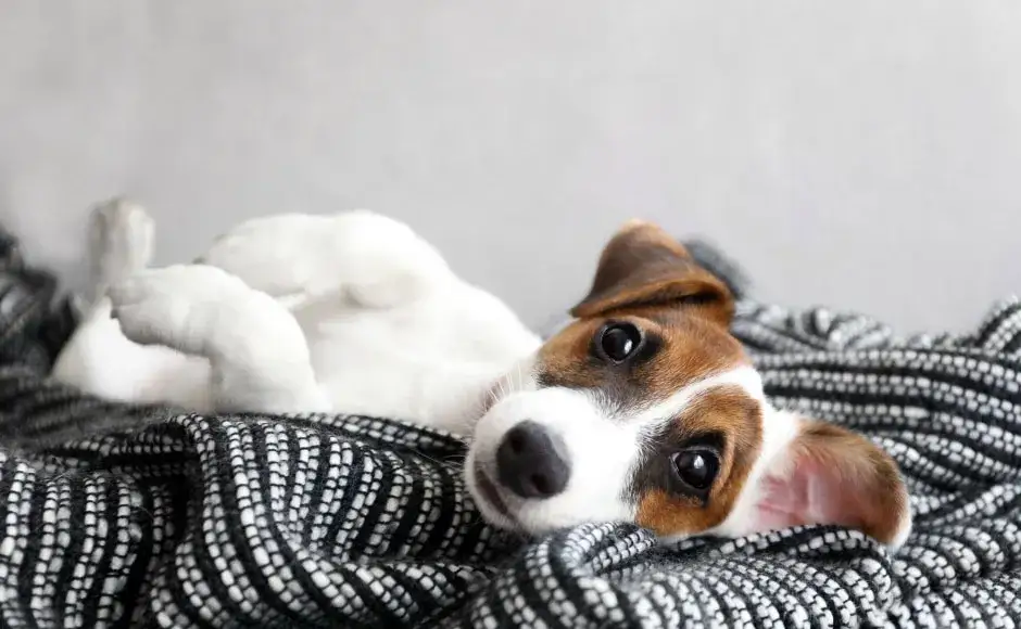 Jak usunąć zapach psa z kanapy? Skuteczne metody i porady