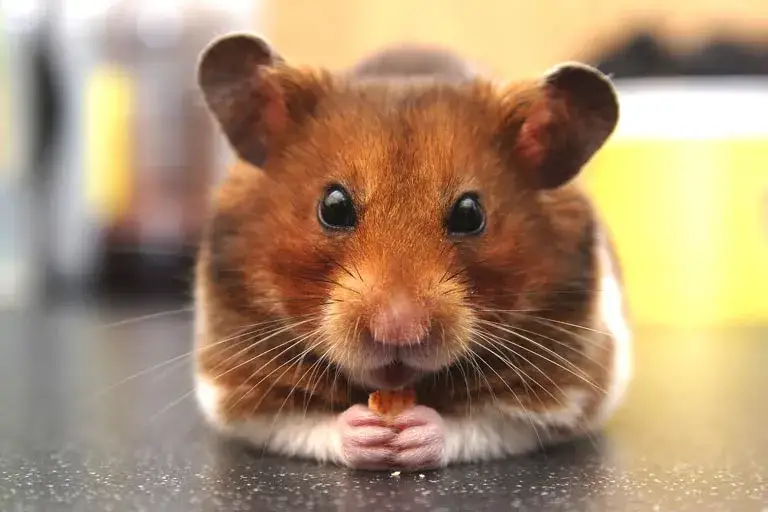 Ile kosztuje wizyta u weterynarza z chomikiem? Sprawdź ceny i porady