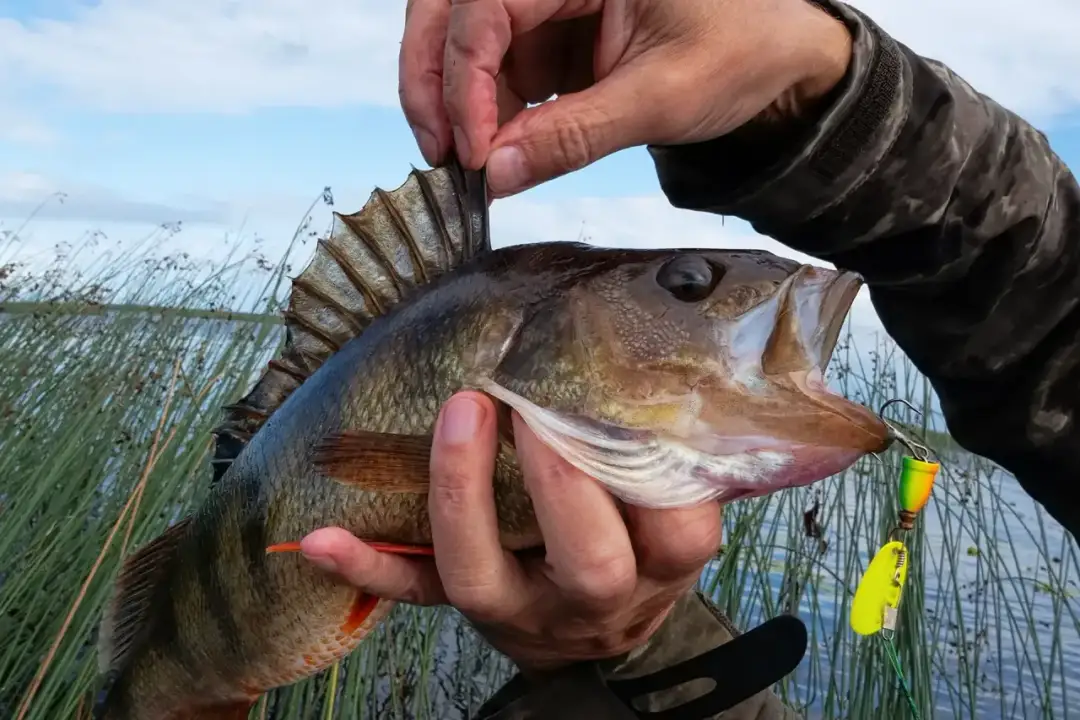 Jaki kolor plecionki wybrać, aby zwiększyć skuteczność łowienia?