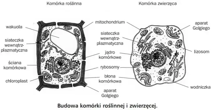Czym różni się komórka roślinna od zwierzęcej? Kluczowe różnice i ich znaczenie