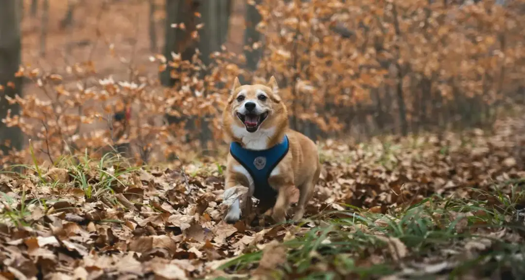 Ochrona psa przed kleszczami: Tabletki, krople, obroże wybierz najlepszą!