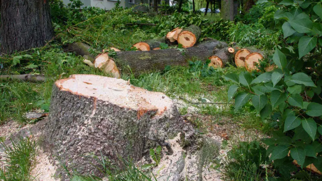 Wycinka drzewa na posesji: Pozwolenie, zgłoszenie, koszty i kary
