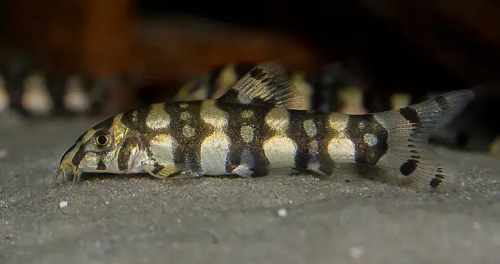 Rybki które jedzą ślimaki – skuteczne sposoby na ich eliminację w akwarium