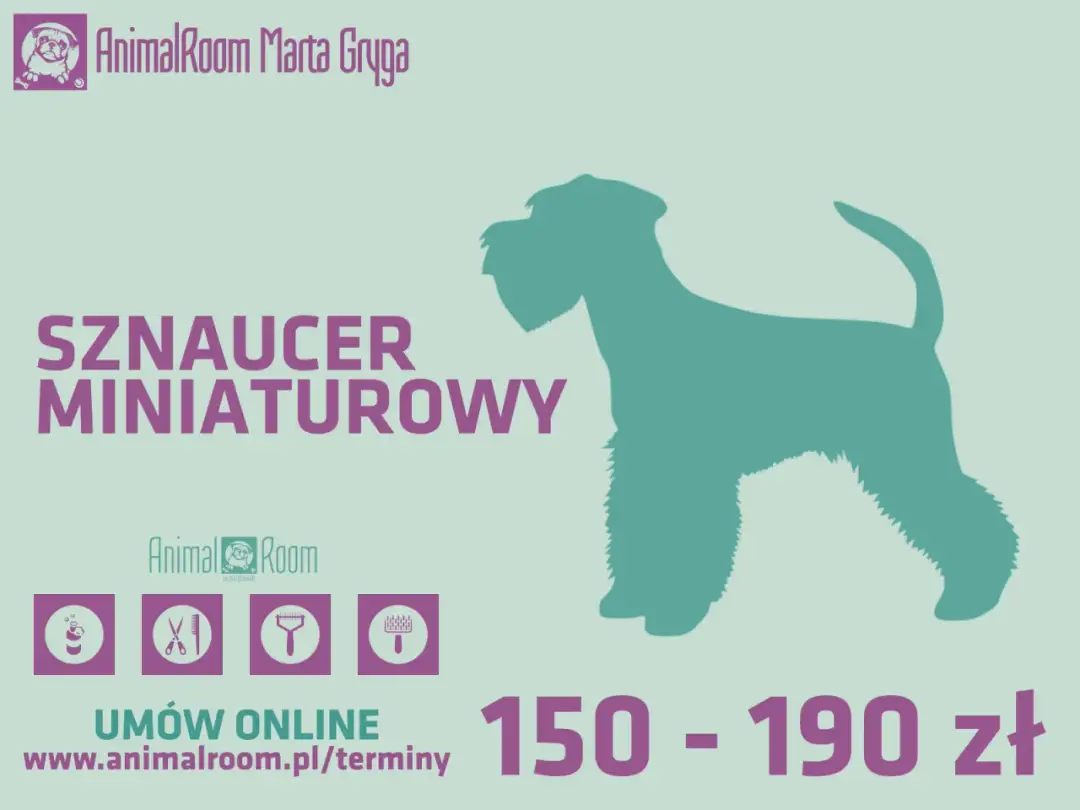Sznaucer miniaturowy: Szczekanie i trymowanie Klucz do harmonii