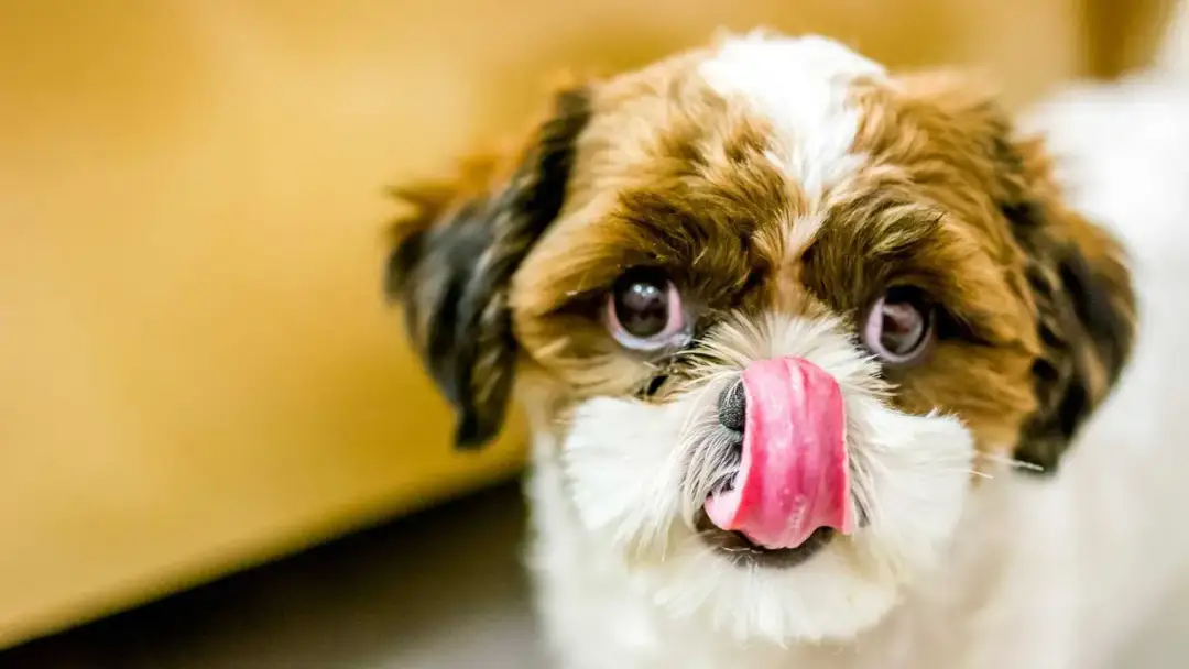 O której ostatni posiłek dla szczeniaka, aby uniknąć problemów zdrowotnych?