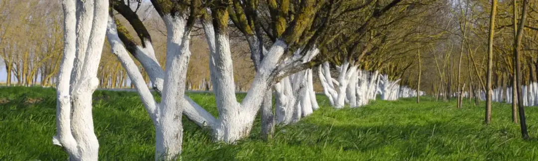 Jak wysoko malować drzewa wapnem, aby skutecznie je chronić?