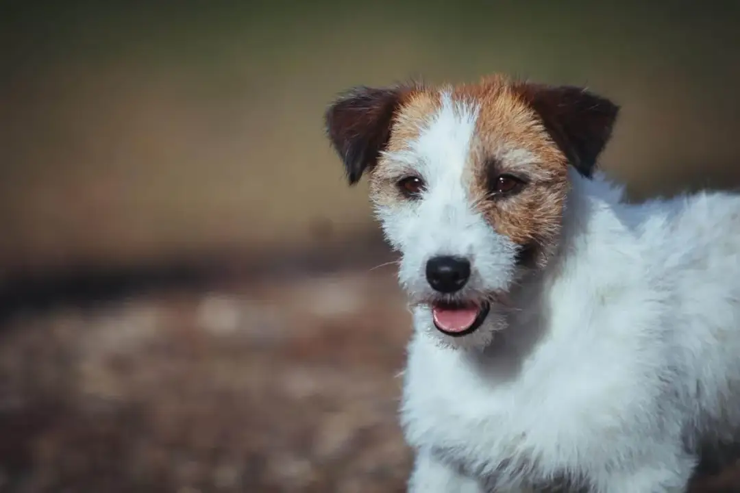 Jack Russell Terrier: Sierść czy włosy? Odkryj prawdę o futrze