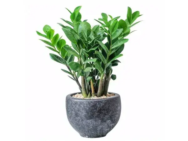 Czy zamiokulkas może stać na balkonie? Oto co musisz wiedzieć