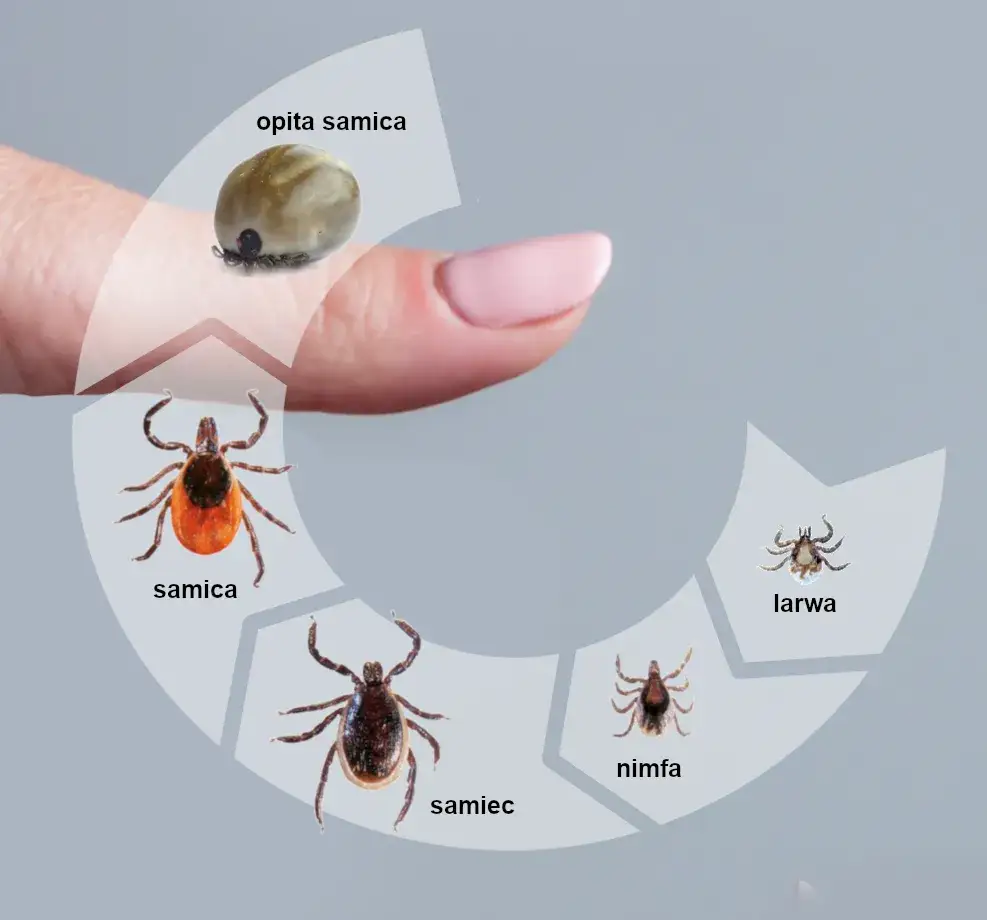 Jętki czy kleszcze - poznaj różnice i zagrożenia dla człowieka