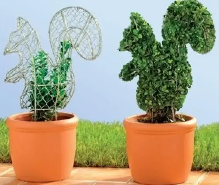 Rzeźby z roślin: jak stworzyć piękne topiary w swoim ogrodzie