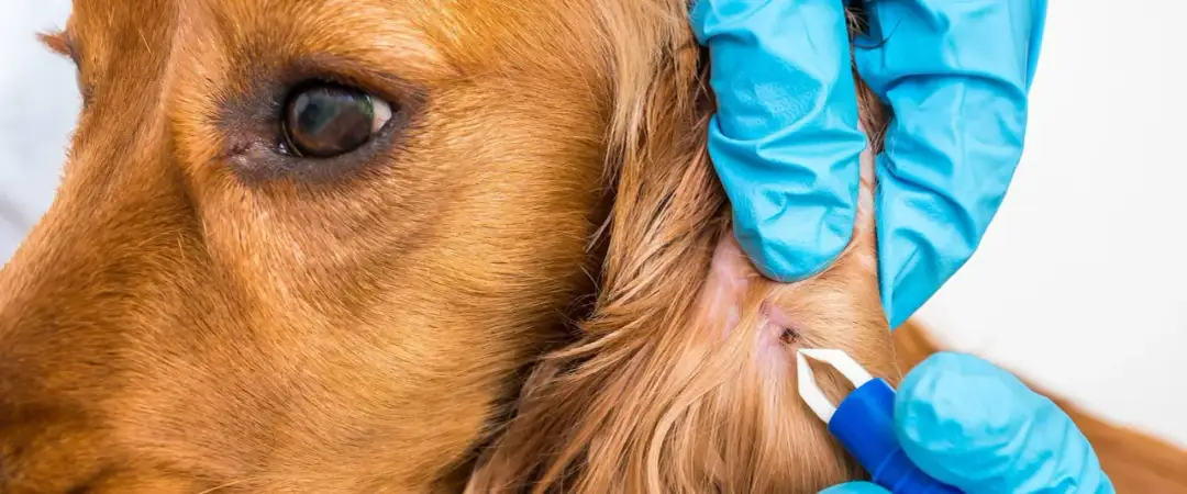 Urwana głowa kleszcza u psa: Bez paniki! Kiedy do weterynarza?