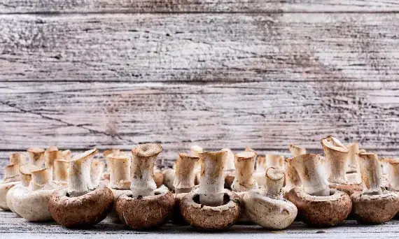 Co oznacza sen o zbieraniu grzybów? Odkryj jego ukryte znaczenie