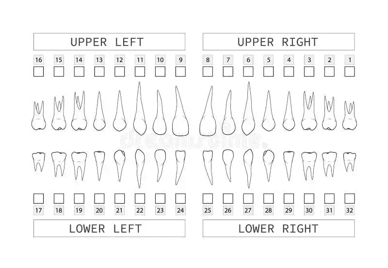 Rozszyfruj numerację zębów: System FDI dla dorosłych i dzieci