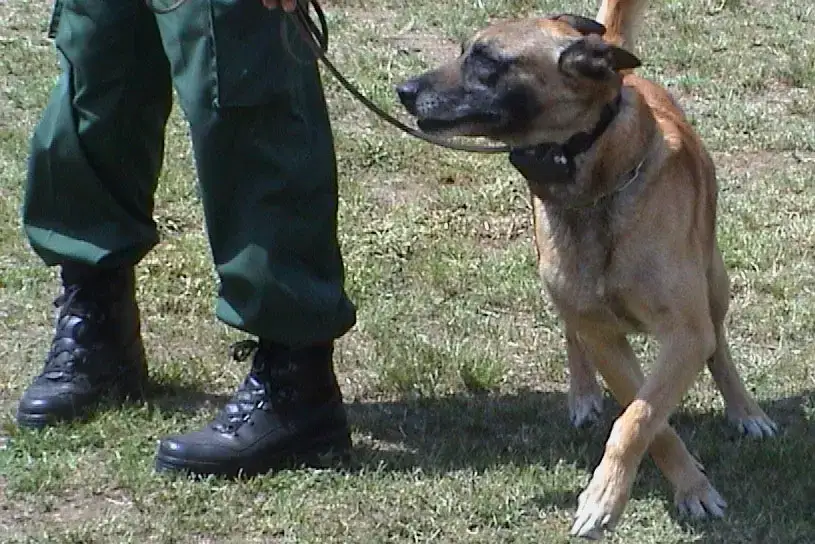 Czy obroża elektryczna jest bezpieczna dla psa? Oto co musisz wiedzieć