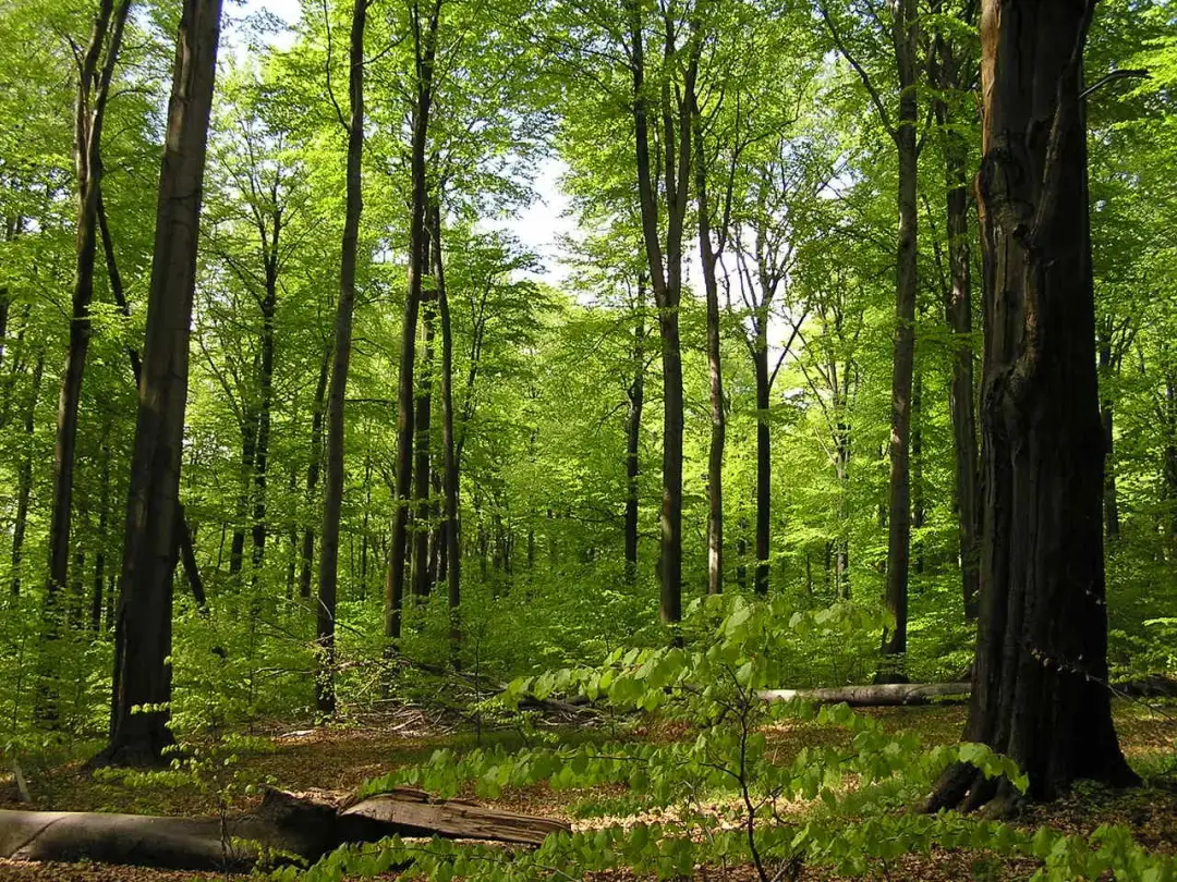 Rezerwat Przyrody Las Murckowski: co warto wiedzieć przed wizytą i jak uniknąć błędów