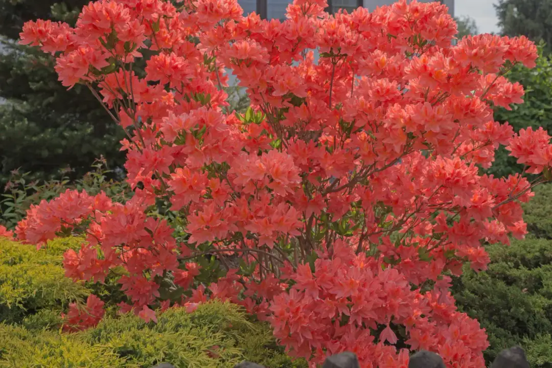 Jak uprawiać azalie ogrodowe, by zachwycały pięknem przez lata