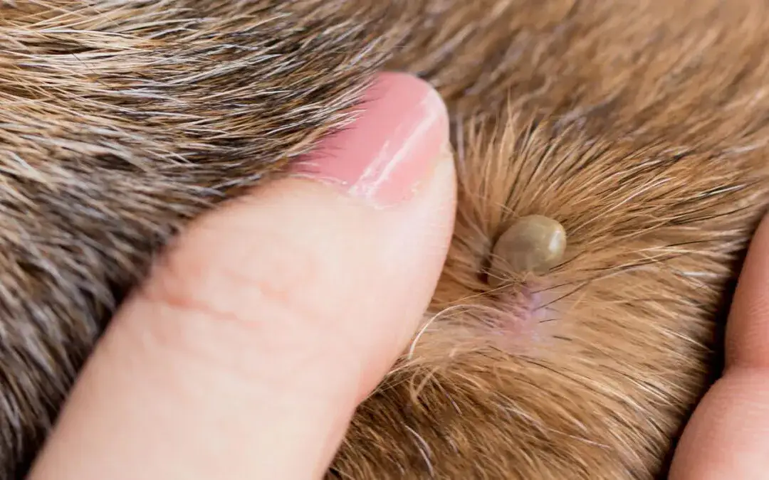 Jak wygląda kleszcz u psa? Poznaj objawy i zagrożenia dla zdrowia