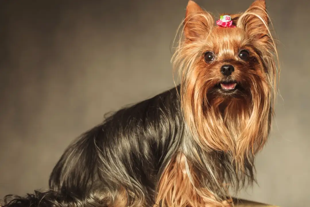 Ile kosztuje szczeniak york? Poznaj ceny i ukryte wydatki