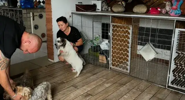 Jak wygląda hotel dla psów? Zobacz, co oferują i jak dbają o pupili